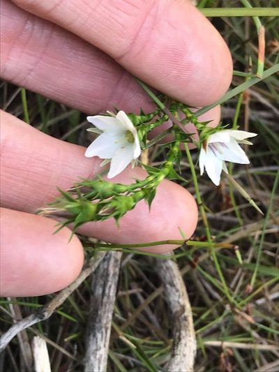 Sprengelia sprengelioides, photographed by Greg Tasney