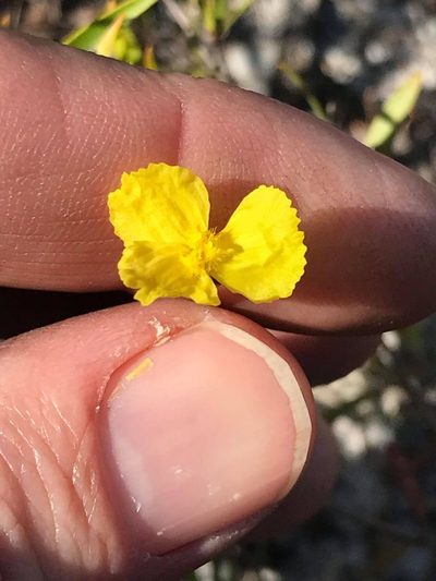 Xyris juncea, photographed by Greg Tasney