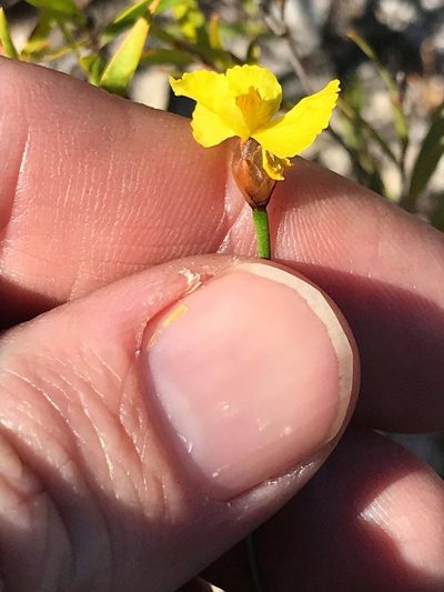 Xyris juncea, photographed by Greg Tasney
