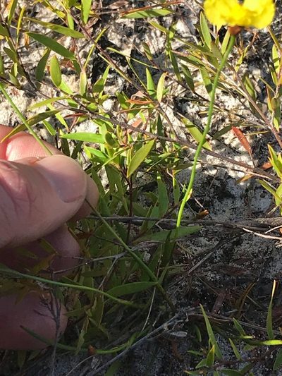 Xyris juncea, photographed by Greg Tasney