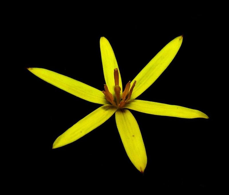 Pauridia curculigoides, photographed by Brian du Preez