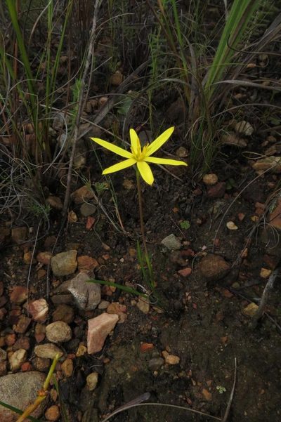 Pauridia curculigoides, photographed by Brian du Preez