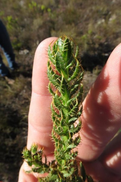 Cullumia selago, photographed by Brian du Preez