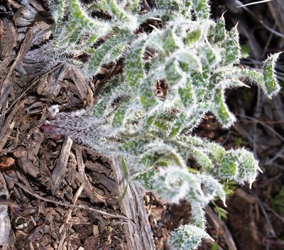 Gethyllis villosa, photographed by Tony Rebelo