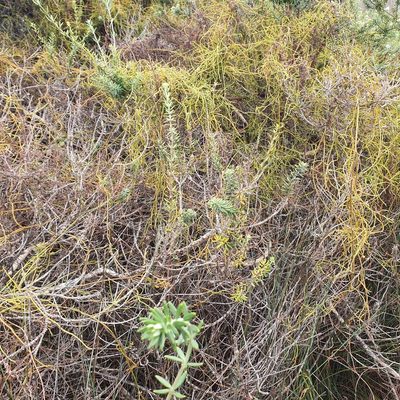 Cassytha pubescens, photographed by ronavery