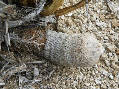 Epithelantha pachyrhiza, photographed by amantedarmanin