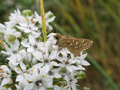 Allium ramosum
