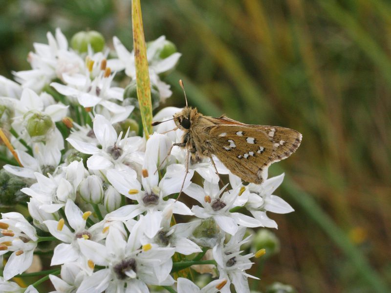 Allium ramosum, photographed by Oleg Kosterin