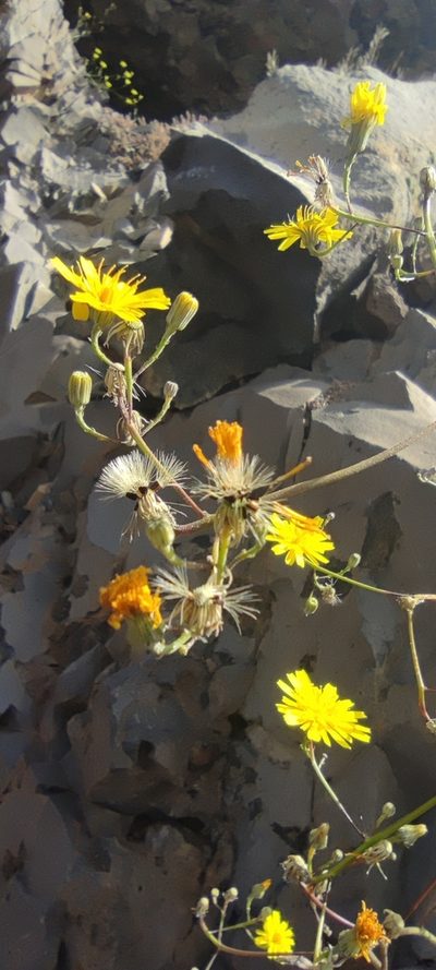 Tolpis calderae, photographed by Santiago Martín-Bravo