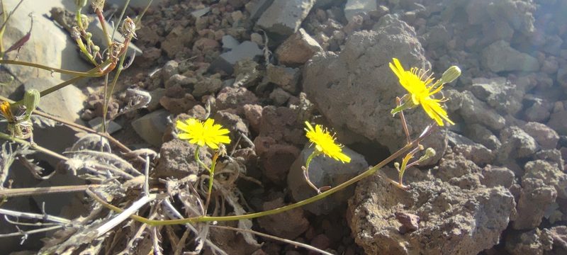 Tolpis calderae, photographed by Santiago Martín-Bravo