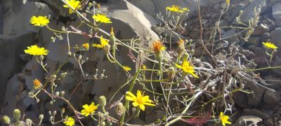 Tolpis calderae, photographed by Santiago Martín-Bravo
