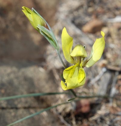 Gladiolus karooicus, photographed by Tony Rebelo