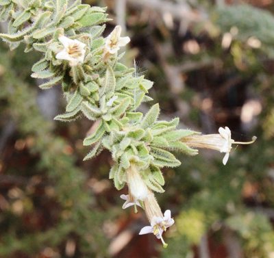 Lycium hirsutum, photographed by Tony Rebelo