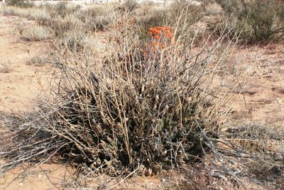 Aloe hereroensis, photographed by Tony Rebelo