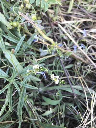 Heliotropium zeylanicum, photographed by rosshawkins