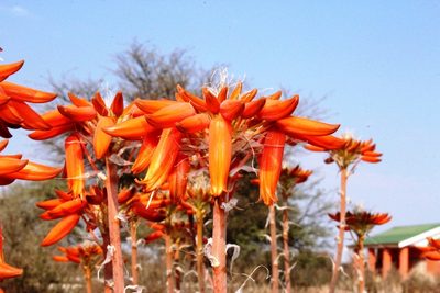 Aloe hereroensis, photographed by Tony Rebelo