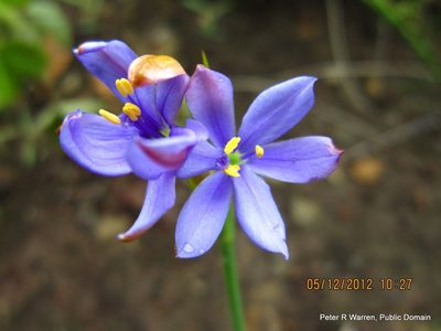Aristea abyssinica, photographed by Peter Warren