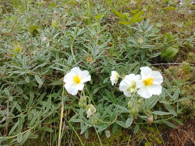 Helianthemum apenninum, photographed by Wouter Van Landuyt