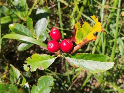 Chamaemespilus alpina, photographed by Irene Saltini