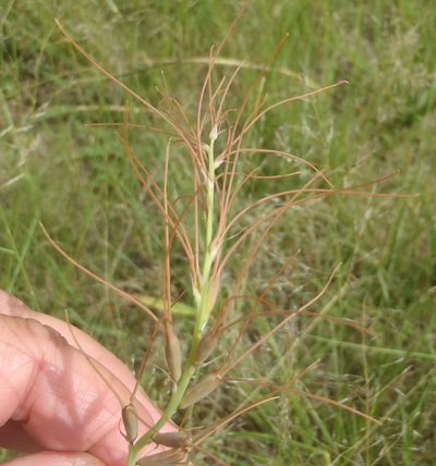 Dipcadi viride, photographed by Nicola van Berkel