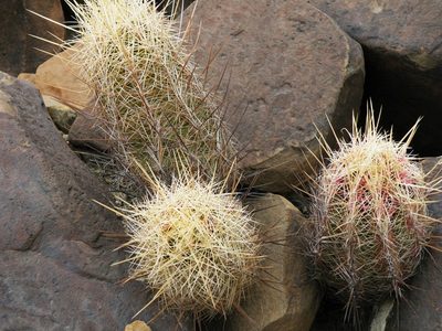 Thelocactus bicolor, photographed by amantedarmanin