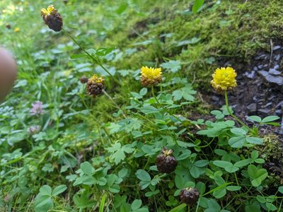 Trifolium badium, photographed by Attila Oláh