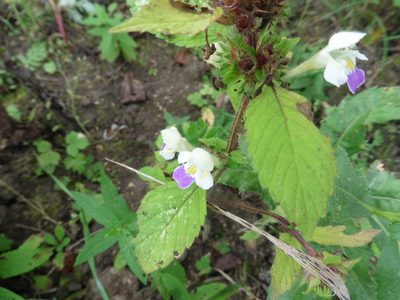 Galeopsis speciosa, photographed by Силаева Татьяна Борисовна