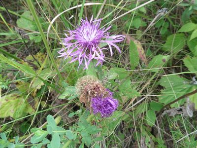 Centaurea phrygia, photographed by Силаева Татьяна Борисовна