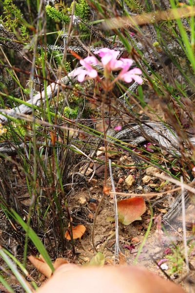 Pelargonium chelidonium, photographed by Tony Rebelo