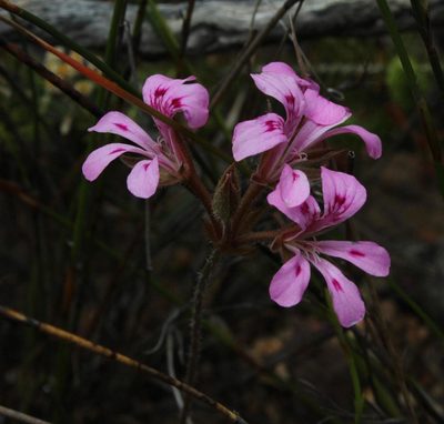 Pelargonium chelidonium, photographed by Tony Rebelo