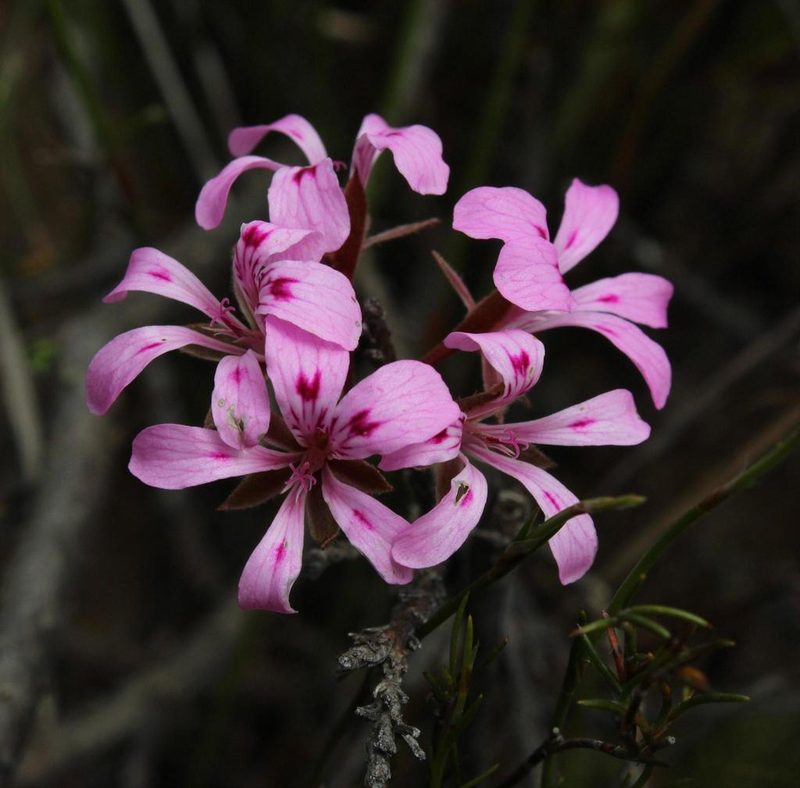 Pelargonium chelidonium, photographed by Tony Rebelo