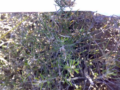 Metalasia tenuifolia, photographed by Chris Vynbos