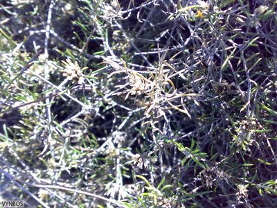 Metalasia tenuifolia, photographed by Chris Vynbos