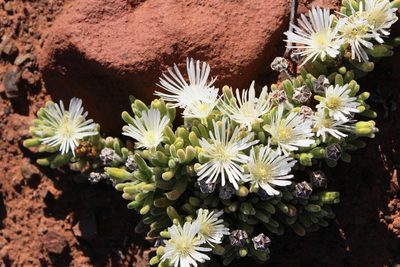 Drosanthemum eburneum, photographed by Tony Rebelo