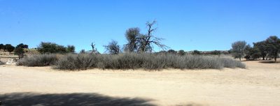 Vachellia hebeclada, photographed by Tony Rebelo