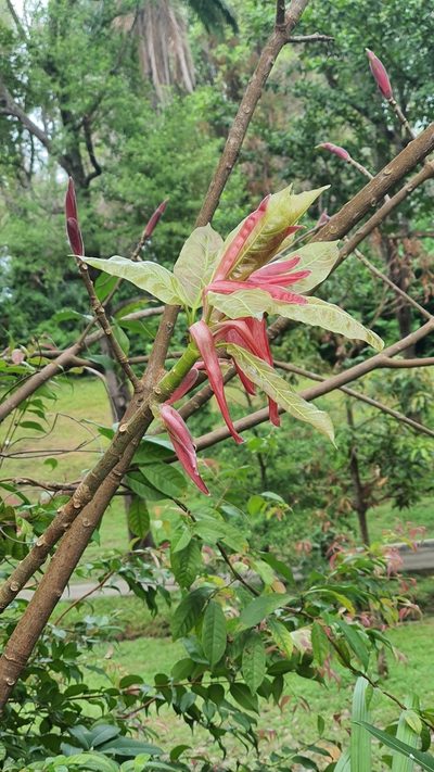 Ficus superba, photographed by Cheongweei Gan