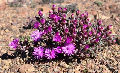 Antimima prolongata, photographed by Tony Rebelo