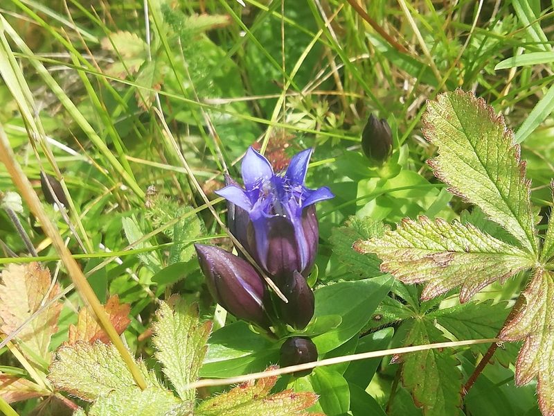 Gentiana dschungarica, photographed by Олег Кудров