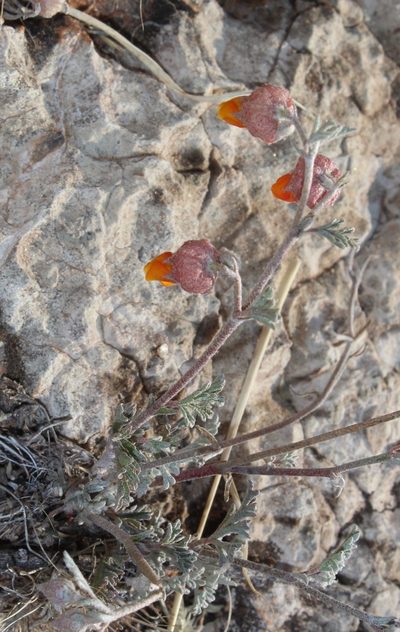Hermannia abrotanoides, photographed by Tony Rebelo