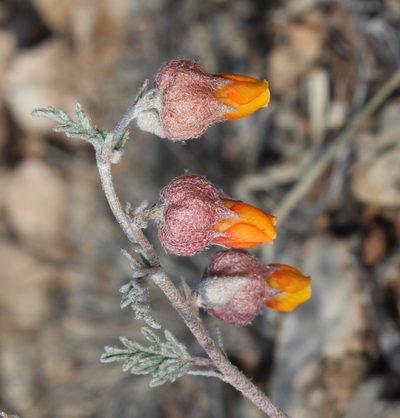 Hermannia abrotanoides, photographed by Tony Rebelo