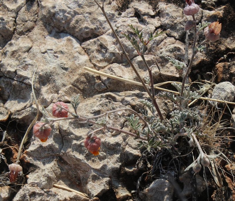 Hermannia abrotanoides, photographed by Tony Rebelo