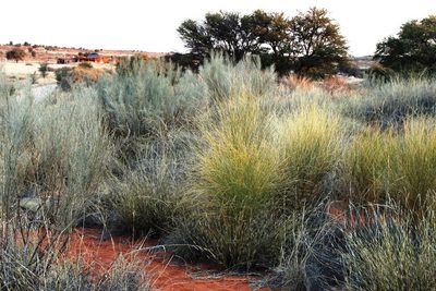 Calobota linearifolia, photographed by Tony Rebelo
