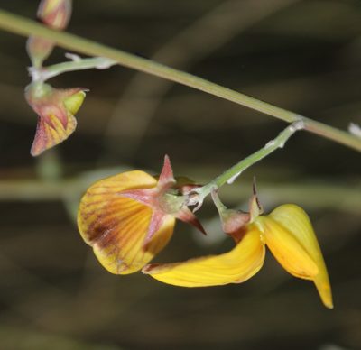 Crotalaria spartioides, photographed by Tony Rebelo