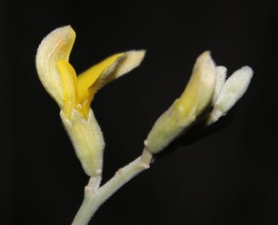 Calobota linearifolia, photographed by Tony Rebelo