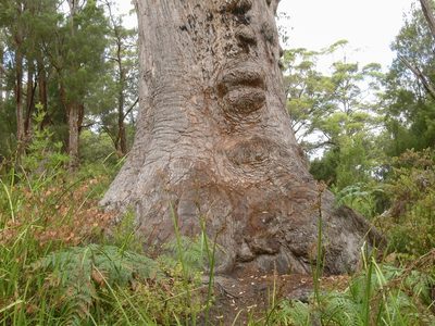Eucalyptus jacksonii, photographed by dhfischer