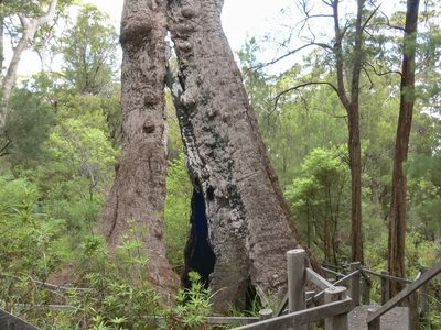 Eucalyptus jacksonii, photographed by dhfischer
