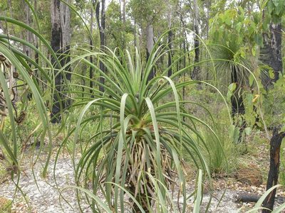 Dasypogon hookeri, photographed by dhfischer