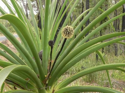 Dasypogon hookeri, photographed by dhfischer