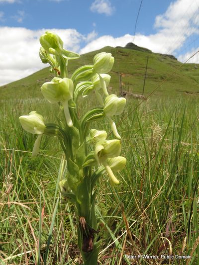 Habenaria epipactidea, photographed by Peter Warren