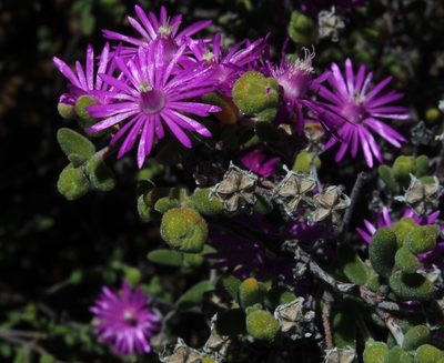 Drosanthemum glabrescens, photographed by Tony Rebelo